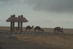 These absurd concrete bus shelters in the middle of the Egyptian desert are used mainly by camels ...