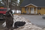 (Luckily) these wooden bears were the only ones we encountered in Europe