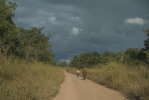 Bush road north of the Zambezi
