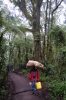 John, one of my support team of six, carries the tents through the most beautiful tropical rainforest