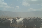 Dust and Cows