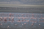 Flamingoes on Lake Natron