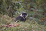Roadside Colobus Monkey