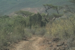 This was the road leading to Fig Tree Camp. When we got there we found herdboys and cattle, so we retreated to the alternative Acacia Camp