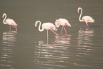 DSCF8516.jpg